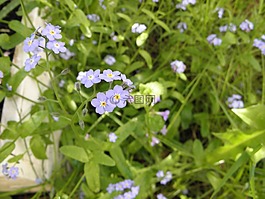 不要忘了我,花,鲜花