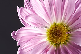 花,粉紅色,特寫