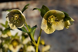 花,開花,牡丹