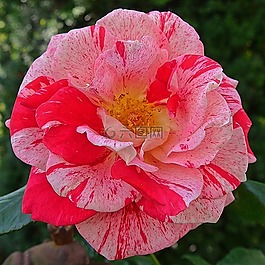 玫瑰,鮮花,紅色