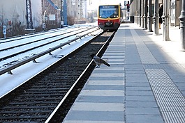 的s bahn,鸟,公共交通工具