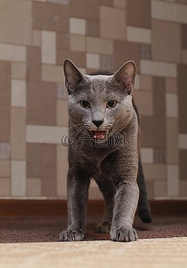 貓,動物,寵物