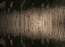 蘆葦,湖,水