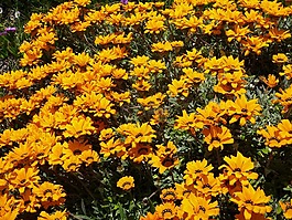 性質(zhì),花,黃色