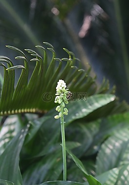 授粉,花,花粉