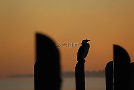 鸕鶿,碼頭,日出