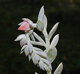echeveria花尖峰,多汁,芽
