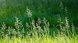 草,草地,花園