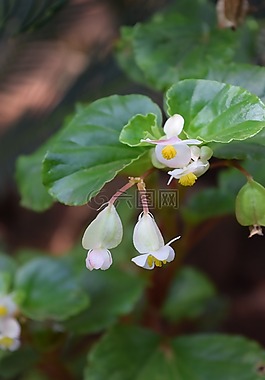 花,花園,綠色