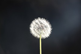 蒲公英,绒毛的,大自然