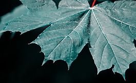 葉子,楓葉,關(guān)閉