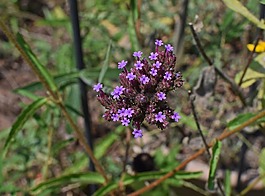 船长在马鞭草的银汉鱼,verbina,花