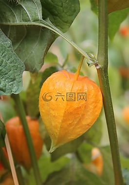 性质,酸浆,橙色