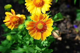gaillardia,毯子花,向日葵家庭