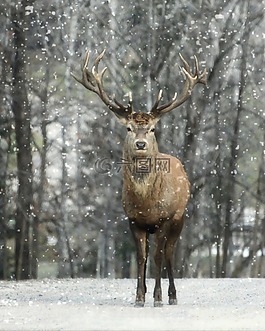 埃尔克,冬天,雪