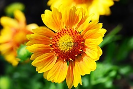 gaillardia,毯子花,向日葵家庭