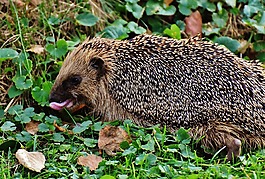 刺猬,動物,帶動