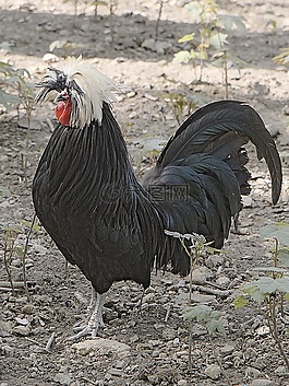 起重機,鳥,動物