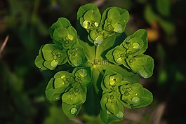 天然水滴,watrdrops的??藥草,水滴綠色草本植物