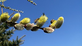 barka 的花枝,蜜蜂,昆蟲(chóng)