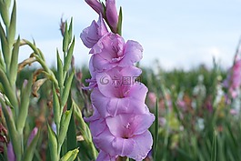 领域的鲜花,鲜花,阳光