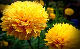 黄色,花,黄色花