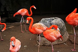 火烈鳥,鳥,飛
