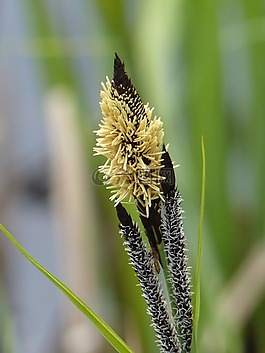 草,春天,花卉
