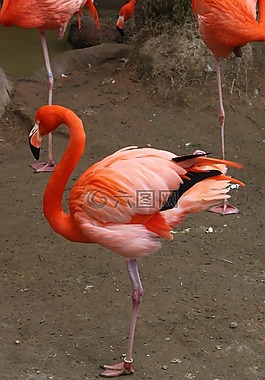火烈鳥,鳥,飛