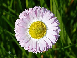 黛西,花卉,春天