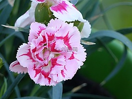 康乃馨,花卉,春天