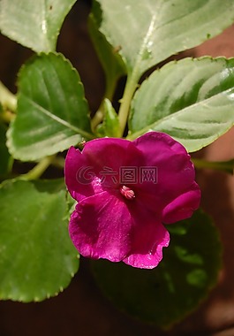 紫色的小花,鮮花,區(qū)域