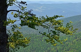 分支,山毛櫸,radziejowej 樂(lè)隊(duì)