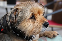 约克夏犬,狗,宠物
