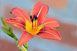 百合,開(kāi)花,橙