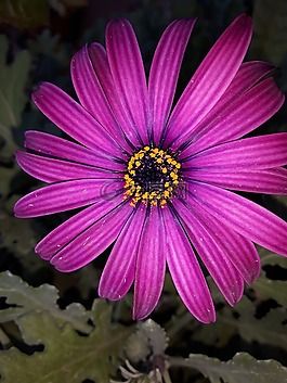 花,性質(zhì),植物