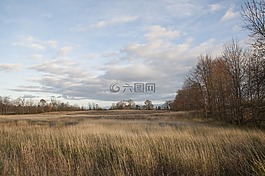 原野,草,高草