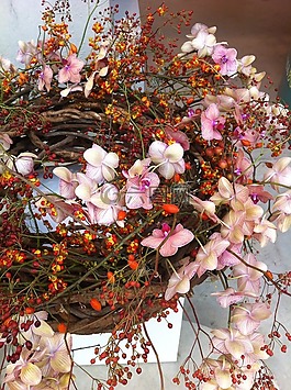 花,性質(zhì),蘭花