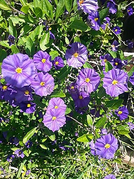 紫色,花,紫色的花朵