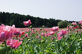 罌粟,罌粟花田,klatschmohn