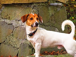 狗,動物,注意