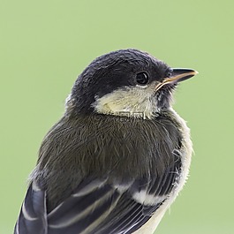 鳥(niǎo),山雀,少年