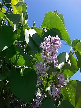 丁香,花,春