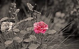 花,玫瑰,開花