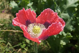 罌粟,罌粟花田,klatschmohn