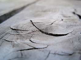 木,ast 的眼睛,部落
