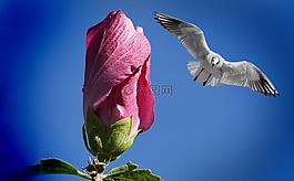 花,芽,廠