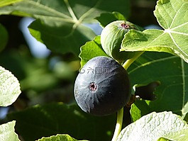 無花果,關(guān)閉,水果