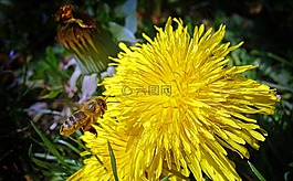 蒲公英,花,黃色