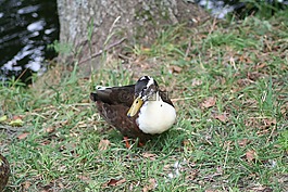 鴨,鳧,鳥